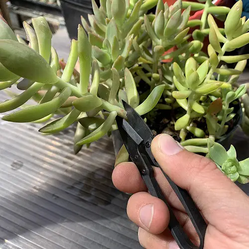 Pruning Sedum