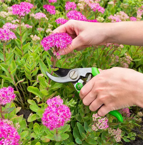 Prune Sedum for Winter