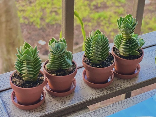 Crassula 'Buddha's Temple' indoor