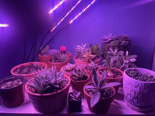 Fiber Optic Lights for succulents