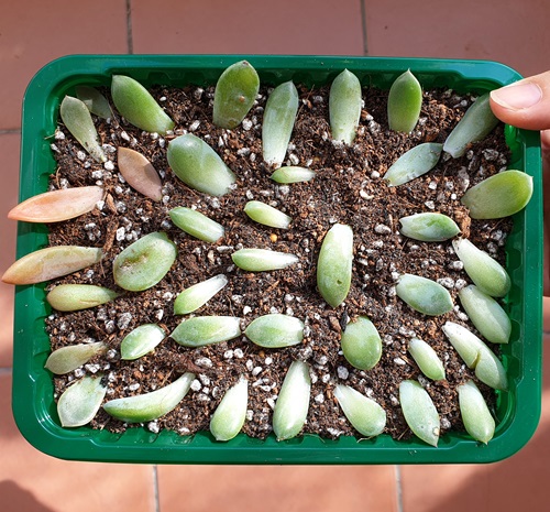 Prepare the Leaves for Propagation