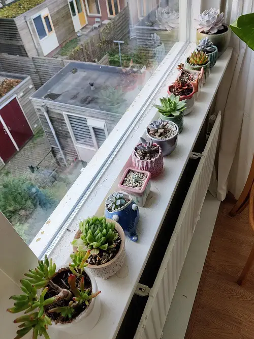 Succulents love the sunlight