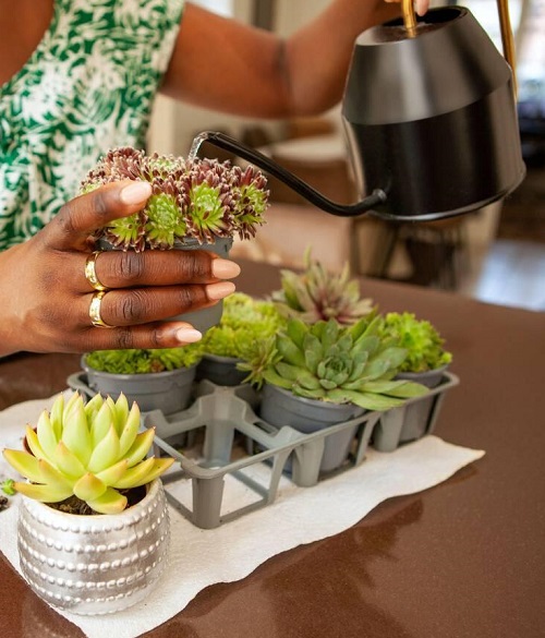 Overwatering Kills More Succulents