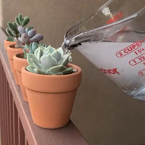 succulent watering