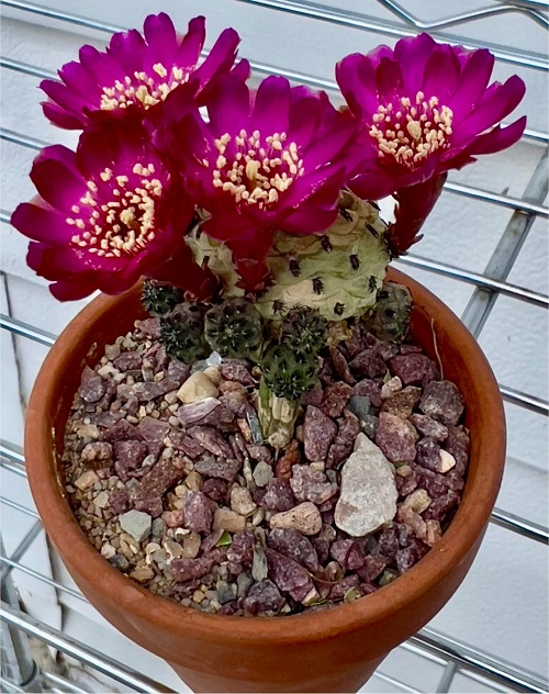 Soil and Pot Choices for Healthy Cacti