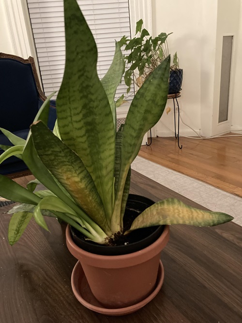 Revive Your Snake Plant 