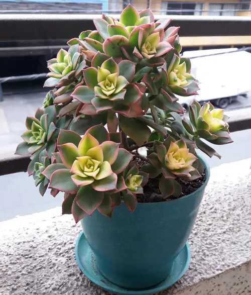 Beautiful Types of Succulents That Remind Them of Echeverias