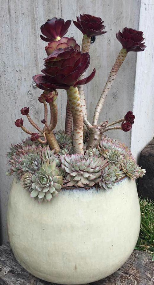 Unique Perennial Succulents 1