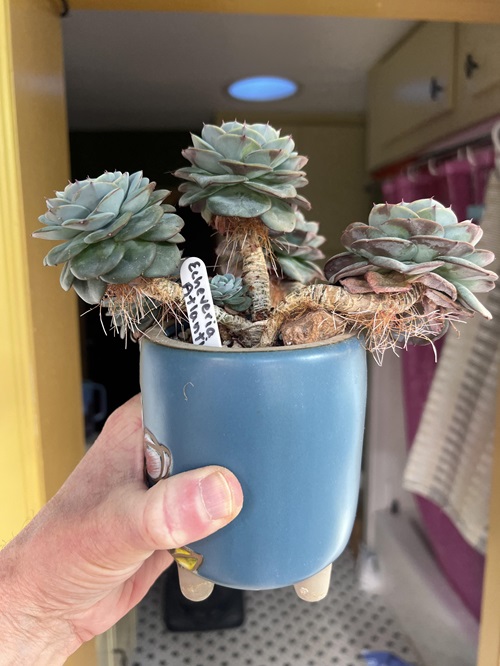 Are Aerial Roots a Sign of Problem in Succulents?