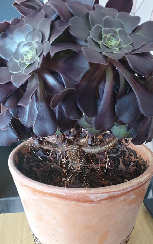 Why do my Succulents have Aerial Roots