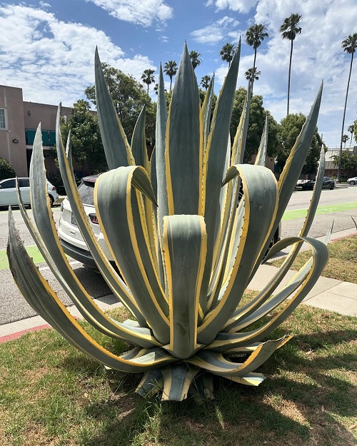 Agave americana