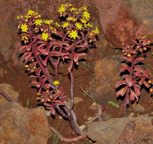 Rare Wild Succulents 4