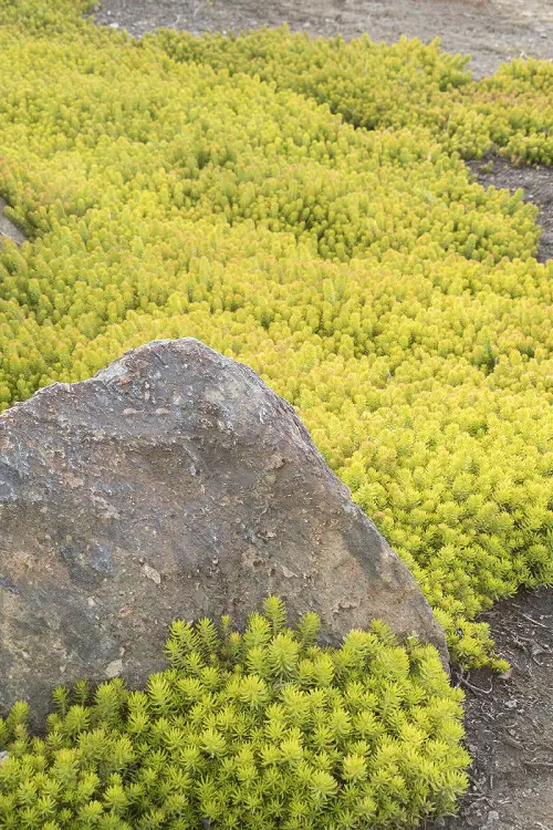 Angelina Stonecrop Plant That Look Like Grass! 