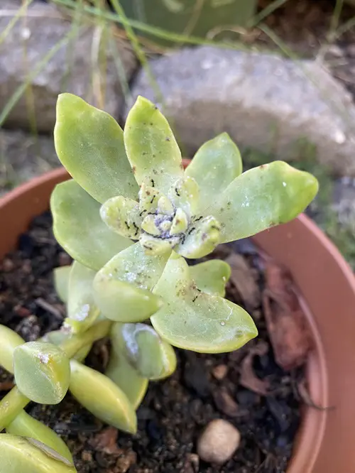 Why Ants in My Succulents