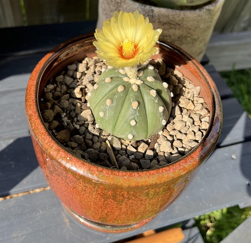 Sand Dollar cactus