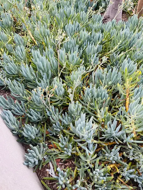 Blue Chalksticks in garden