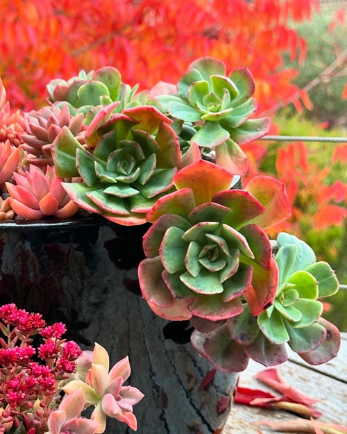 best Colorful Succulents That Might Take Your Breath Away