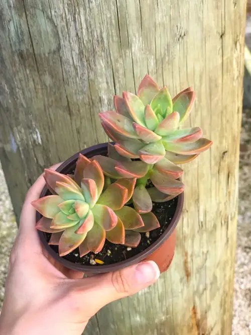 top Beautiful Types of Succulents That Remind Them of Echeverias