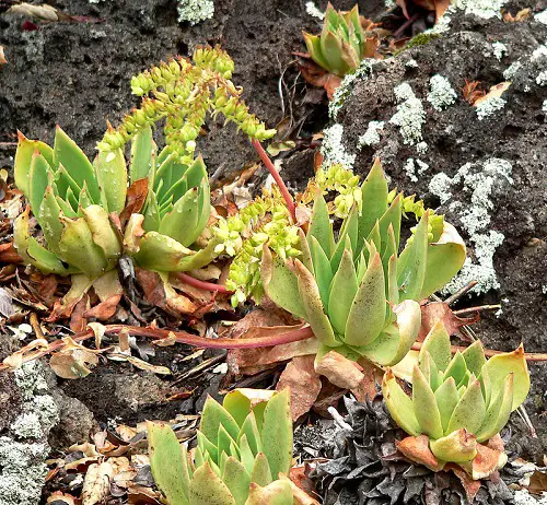 Beautiful Dudleya in Graden