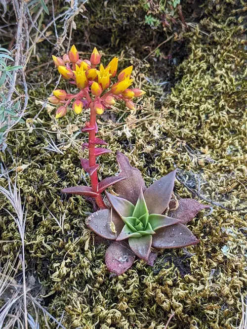 Beautiful Dudleya in Graden 2