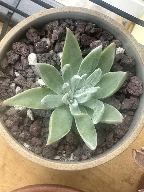 Types of Dudleya You Must Grow 5