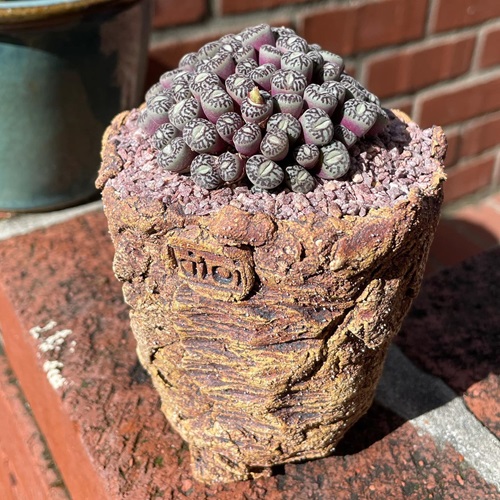 Conophytum wittebergense Care and Growing Guide