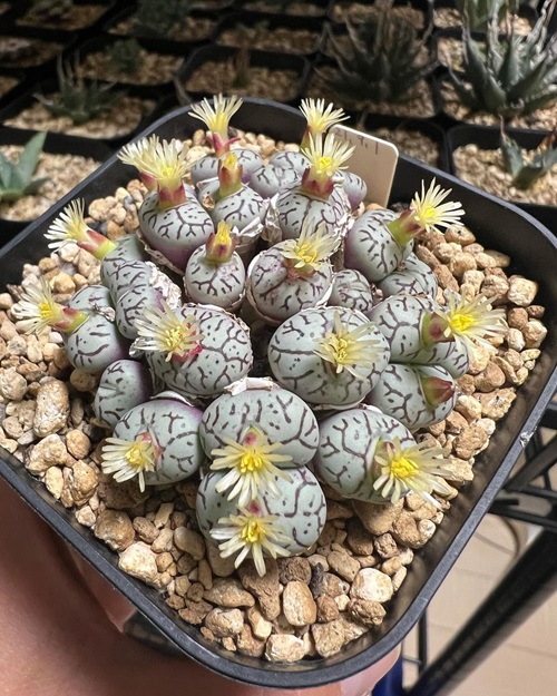 Requirements for Growing Conophytum wittebergense