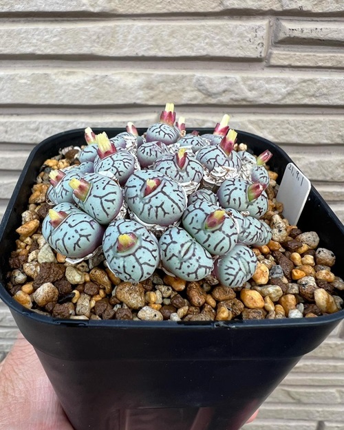 Conophytum wittebergense Plant Information