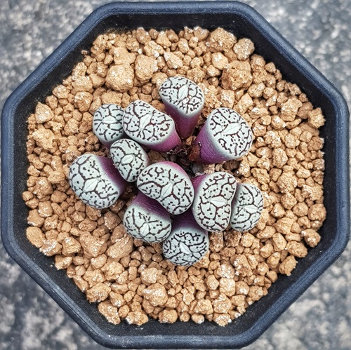 Conophytum wittebergense Plant Care