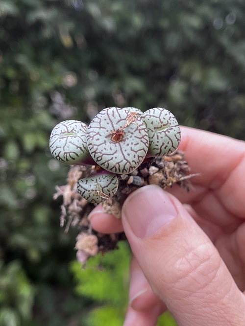 Propagating Conophytum wittebergense