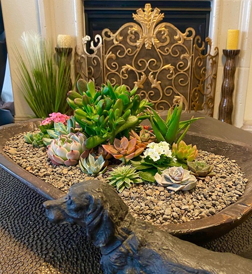 best Succulent Corner in Your Home