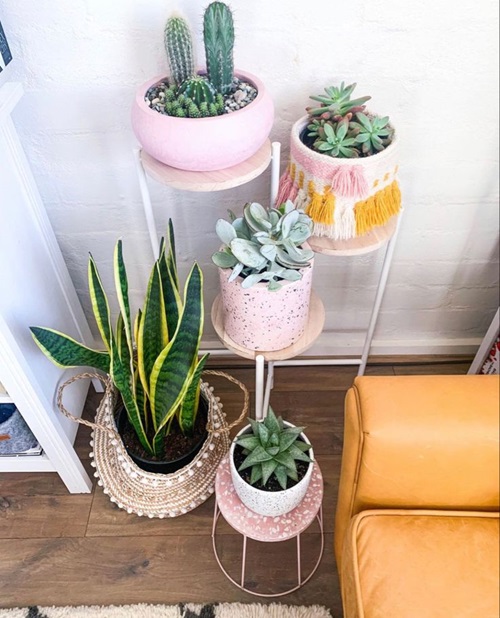 a Succulent Area in Your House