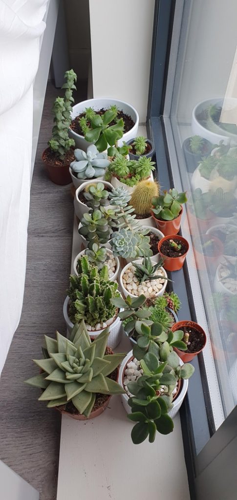 Your Home a Succulent Corner
