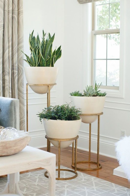 Establish a Succulent Area in Your House