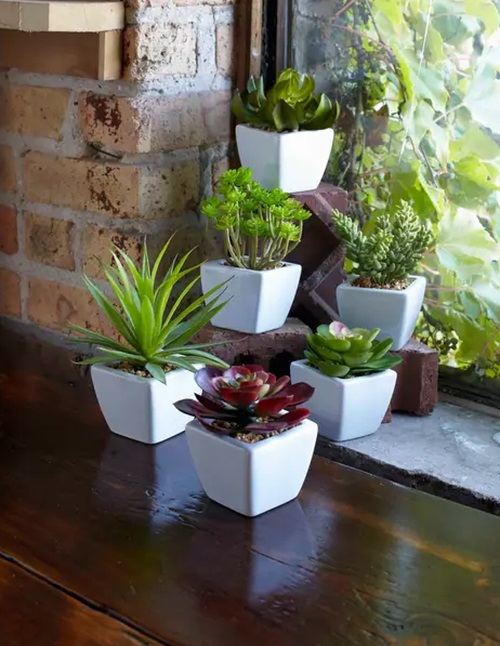 Make Your Home a Succulent Corner
