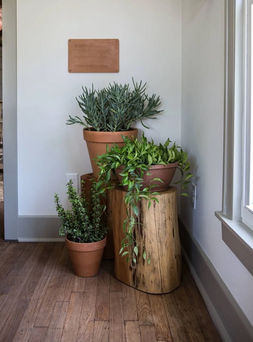 Your Home a Succulent Corner
