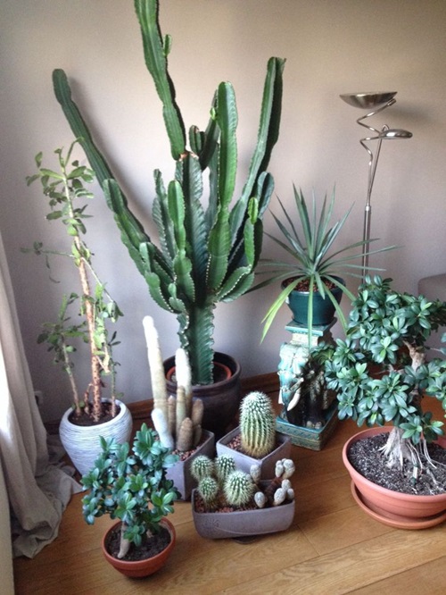 amazing Succulent Corner in Your Home