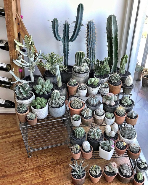 top Succulent Corner in Your Home