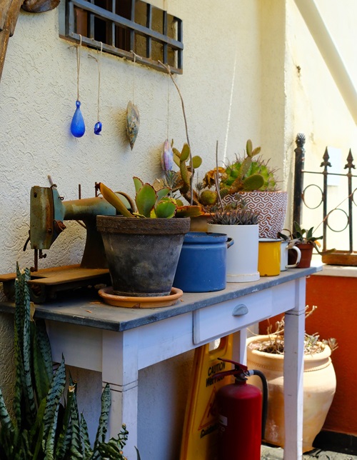 Create a Succulent Corner in Your Home