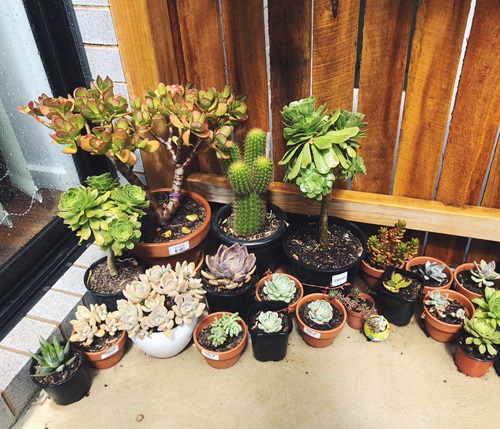 top Succulent Corner in Your Home