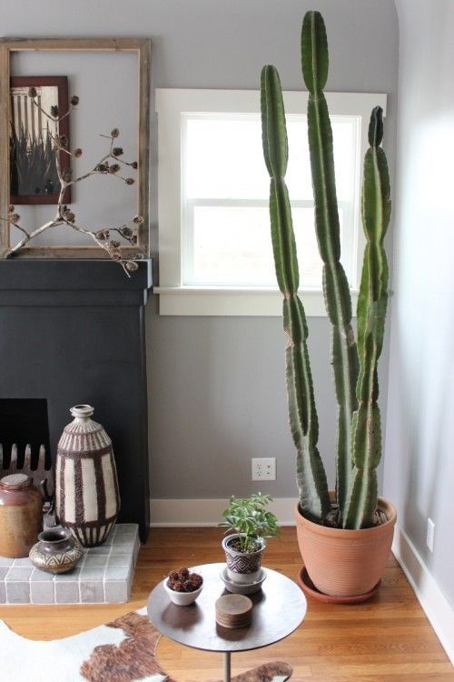 Create a Succulent Corner in Your Home