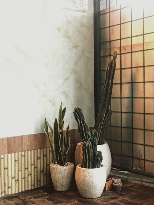 top house, make a succulent corner