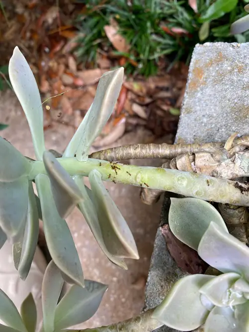 Do Succulents Attract Ants