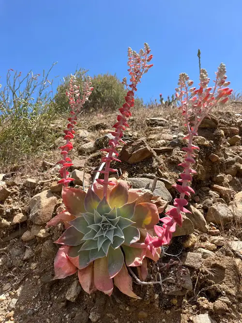 top Pretty Succulents Types That Look Like The Echeverias