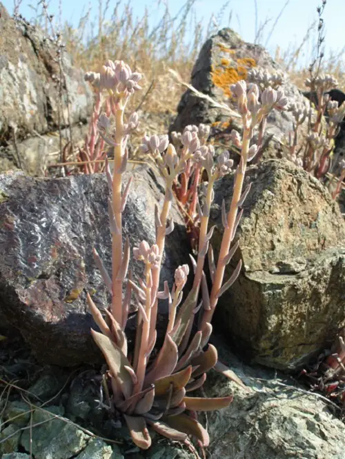 Dudleya abramsii ssp. setchellii