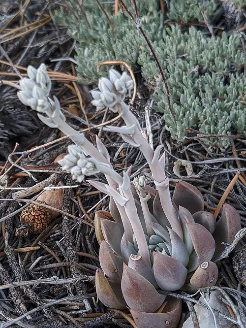 Dudleya abramsii