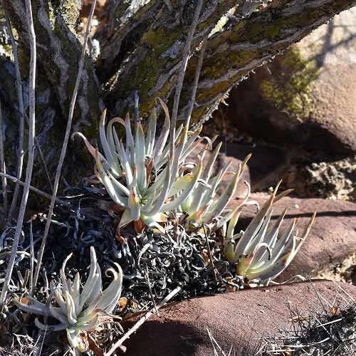 Types of Dudleya You Must Grow 1