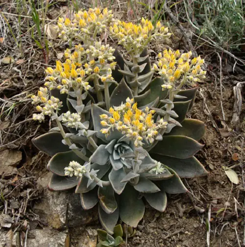 Dudleya plant flower 4