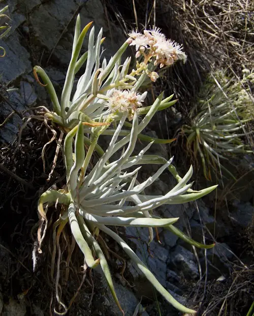 Dudleya densiflora