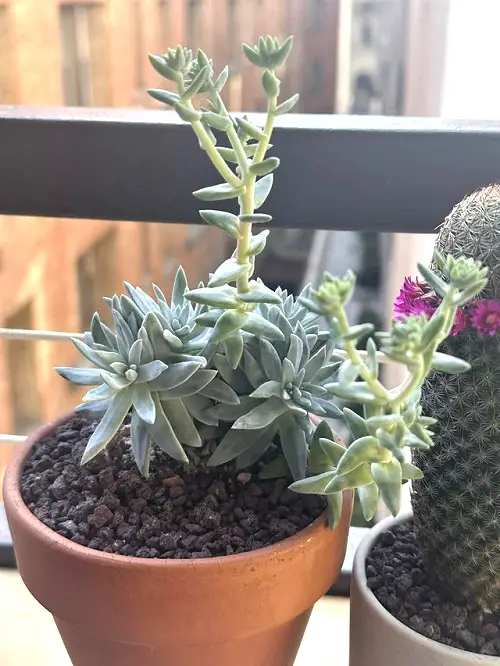 Dudleya plant in pot